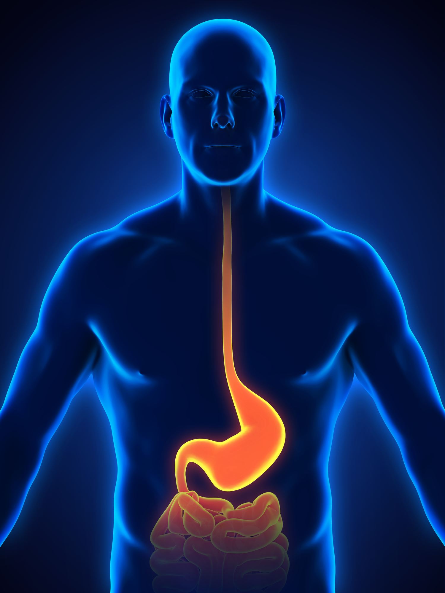 Human Stomach Anatomy