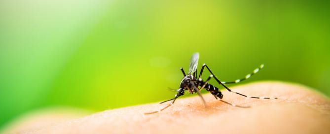 zika virus from mosquitos