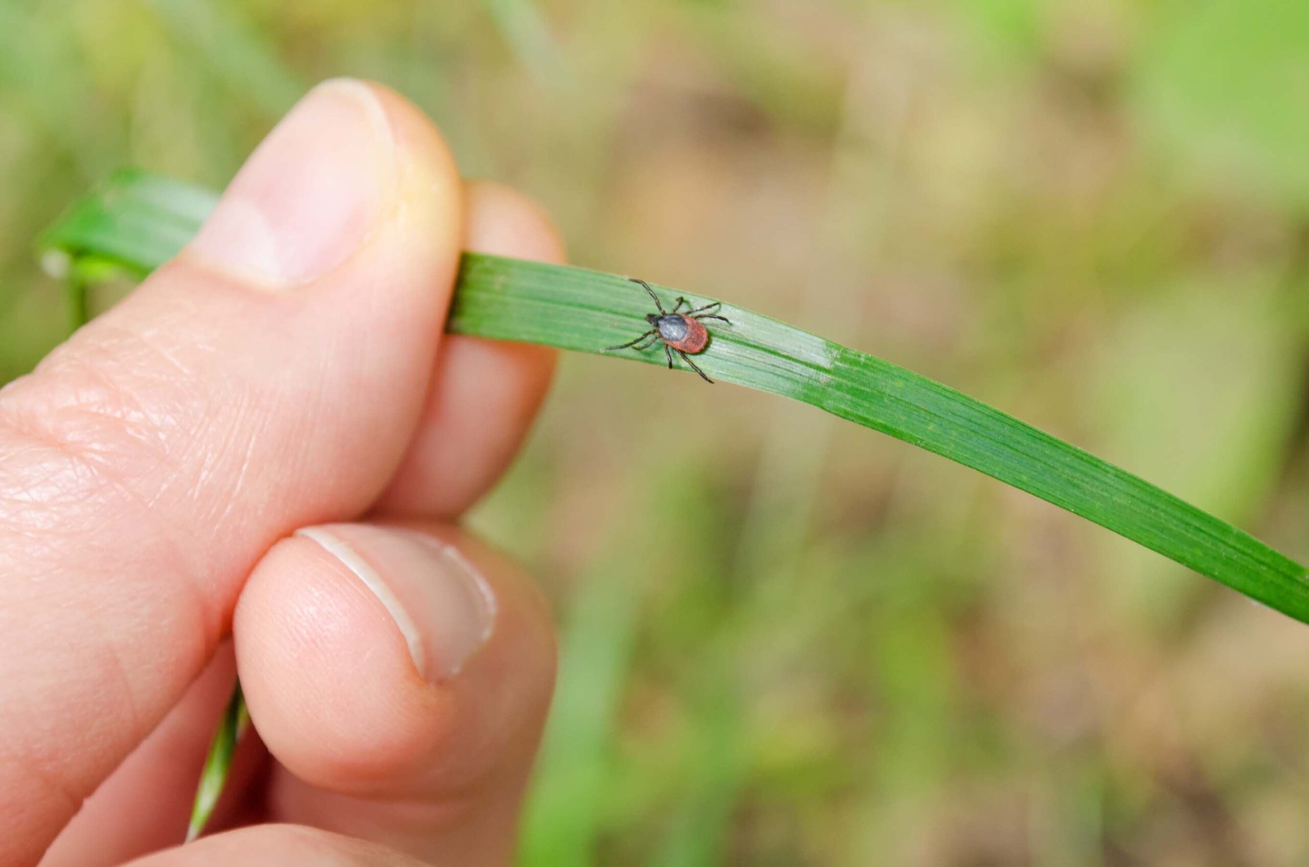 deer ticks in new jersey