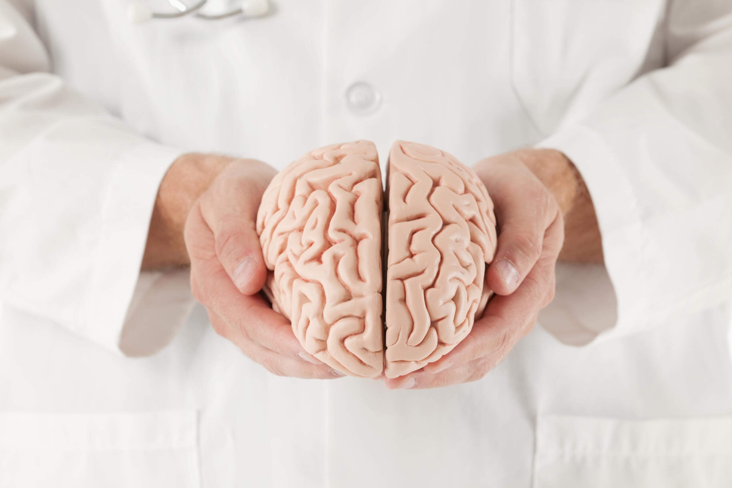 Doctor holding a brain
