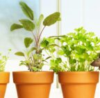 Top Tips for Starting a Vegetable and Herb Container Garden